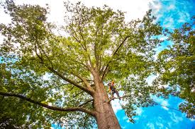 Fallbrook, CA Tree Care Services Company