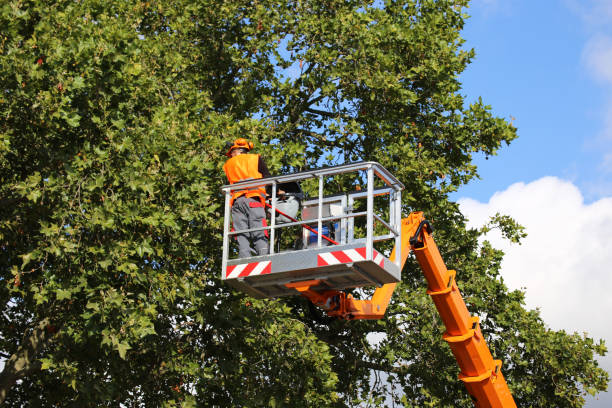 Best Emergency Tree Removal  in Fallbrook, CA