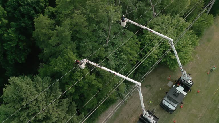 How Our Tree Care Process Works  in  Fallbrook, CA